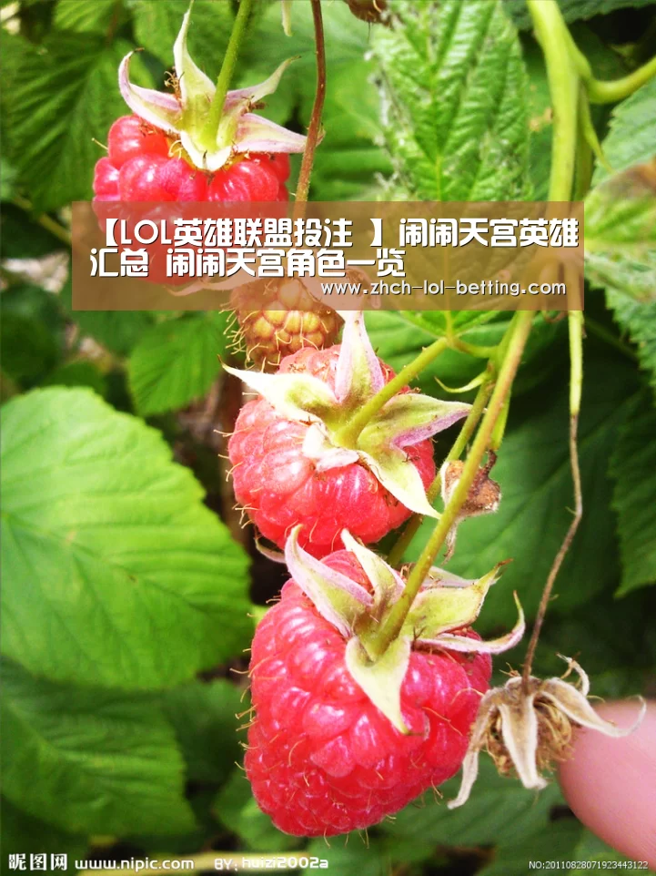 LOL英雄联盟投注 